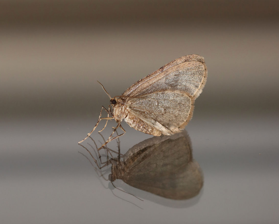 Winter Moth - Operophtera brumata This is my first winter moth! I saw it fluttering outside the window and couldn&#039;t resist going out to get a photo.<br />
<br />
Habitat: Rural yard Fall,Geotagged,Operophtera,Operophtera brumata,United States,Winter moth,moth
