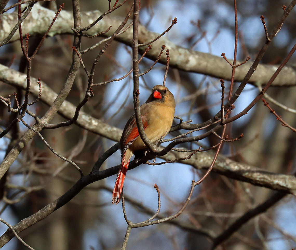 Northern Cardinal - Cardinalis cardinalis This bird has a reputation. She keeps attacking the side mirror on my stepfather&#039;s truck. She sees the &quot;other bird&quot; in the reflection of the mirror and apparently doesn&#039;t like her. Here she is taking a break in a nearby tree.<br />
<br />
Habitat: Rural yard Cardinalis,Cardinalis cardinalis,Fall,Geotagged,Northern Cardinal,United States,cardinal,female cardinal