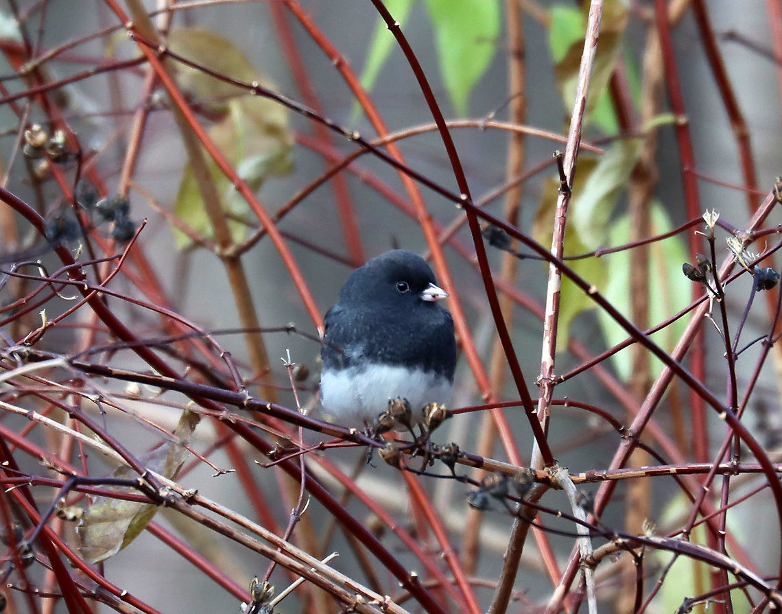 Dark-eyed Junco - Junco hyemalis Habitat: Rural yard/forest edge Dark-eyed junco,Fall,Geotagged,Junco hyemalis,United States,junco