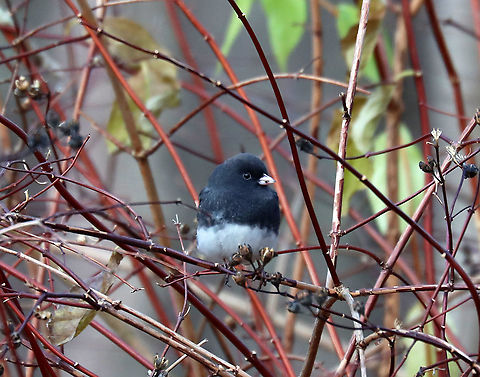 Dark-eyed Junco - Junco hyemalis Habitat: Rural yard/forest edge Dark-eyed junco,Fall,Geotagged,Junco hyemalis,United States,junco