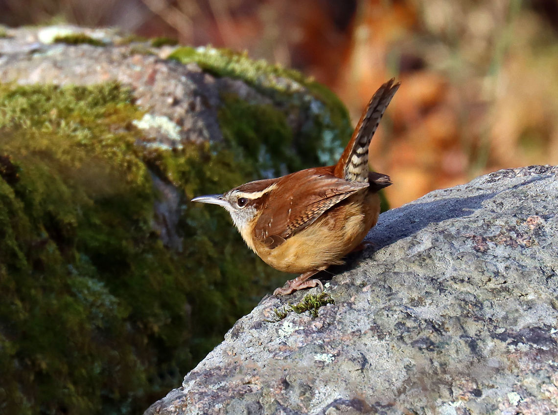 Carolina Wren - Thryothorus ludovicianus Habitat: Rural yard/forest edge Carolina Wren,Fall,Geotagged,Thryothorus,Thryothorus ludovicianus,United States,wren