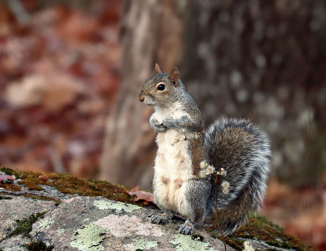 Eastern Gray Squirrel - Sciurus carolinensis There are so many squirrels in my Mom&#039;s woods, and they are borderline belligerent. This particular squirrel kept yelling at me and followed me as I was trying to photograph birds.<br />
<br />
Habitat: Rural yard/forest edge<br />
<figure class="photo"><a href="https://www.jungledragon.com/image/124922/eastern_gray_squirrel_-_sciurus_carolinensis.html" title="Eastern Gray Squirrel - Sciurus carolinensis"><img src="https://s3.amazonaws.com/media.jungledragon.com/images/3232/124922_thumb.jpg?AWSAccessKeyId=05GMT0V3GWVNE7GGM1R2&Expires=1759968010&Signature=R70kC9RYgEVzSOs5BANPHWF5shg%3D" width="200" height="154" alt="Eastern Gray Squirrel - Sciurus carolinensis There are so many squirrels in my Mom&#039;s woods, and they are borderline belligerent. This particular squirrel kept yelling at me and followed me as I was trying to photograph birds.<br />
<br />
Habitat: Rural yard/forest edge<br />
https://www.jungledragon.com/image/124922/eastern_gray_squirrel_-_sciurus_carolinensis.html<br />
https://www.jungledragon.com/image/124924/eastern_gray_squirrel_-_sciurus_carolinensis.html<br />
https://www.jungledragon.com/image/124923/eastern_gray_squirrel_-_sciurus_carolinensis.html Eastern gray squirrel,Fall,Geotagged,Sciurus carolinensis,United States" /></a></figure><br />
<figure class="photo"><a href="https://www.jungledragon.com/image/124924/eastern_gray_squirrel_-_sciurus_carolinensis.html" title="Eastern Gray Squirrel - Sciurus carolinensis"><img src="https://s3.amazonaws.com/media.jungledragon.com/images/3232/124924_thumb.jpg?AWSAccessKeyId=05GMT0V3GWVNE7GGM1R2&Expires=1759968010&Signature=%2Fup7NldUl5vugXh47wSLwFjlrhM%3D" width="200" height="164" alt="Eastern Gray Squirrel - Sciurus carolinensis There are so many squirrels in my Mom&#039;s woods, and they are borderline belligerent. This particular squirrel kept yelling at me and followed me as I was trying to photograph birds.<br />
<br />
Habitat: Rural yard/forest edge<br />
https://www.jungledragon.com/image/124922/eastern_gray_squirrel_-_sciurus_carolinensis.html<br />
https://www.jungledragon.com/image/124924/eastern_gray_squirrel_-_sciurus_carolinensis.html<br />
https://www.jungledragon.com/image/124923/eastern_gray_squirrel_-_sciurus_carolinensis.html Eastern gray squirrel,Fall,Geotagged,Sciurus carolinensis,United States" /></a></figure><br />
<figure class="photo"><a href="https://www.jungledragon.com/image/124923/eastern_gray_squirrel_-_sciurus_carolinensis.html" title="Eastern Gray Squirrel - Sciurus carolinensis"><img src="https://s3.amazonaws.com/media.jungledragon.com/images/3232/124923_thumb.jpg?AWSAccessKeyId=05GMT0V3GWVNE7GGM1R2&Expires=1759968010&Signature=oM3pieV69AFGTrXz2YWNranFcEw%3D" width="124" height="152" alt="Eastern Gray Squirrel - Sciurus carolinensis There are so many squirrels in my Mom&#039;s woods, and they are borderline belligerent. This particular squirrel kept yelling at me and followed me as I was trying to photograph birds.<br />
<br />
Habitat: Rural yard/forest edge<br />
https://www.jungledragon.com/image/124922/eastern_gray_squirrel_-_sciurus_carolinensis.html<br />
https://www.jungledragon.com/image/124924/eastern_gray_squirrel_-_sciurus_carolinensis.html<br />
https://www.jungledragon.com/image/124923/eastern_gray_squirrel_-_sciurus_carolinensis.html Eastern gray squirrel,Fall,Geotagged,Sciurus,Sciurus carolinensis,United States,gray squirrel,squirrel" /></a></figure> Eastern gray squirrel,Fall,Geotagged,Sciurus carolinensis,United States