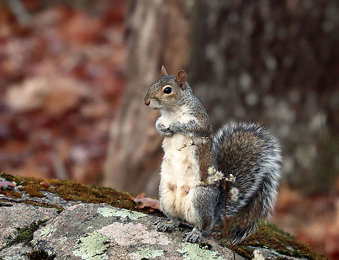 Eastern Gray Squirrel - Sciurus carolinensis There are so many squirrels in my Mom's woods, and they are borderline belligerent. This particular squirrel kept yelling at me and followed me as I was trying to photograph birds.

Habitat: Rural yard/forest edge
https://www.jungledragon.com/image/124922/eastern_gray_squirrel_-_sciurus_carolinensis.html
https://www.jungledragon.com/image/124924/eastern_gray_squirrel_-_sciurus_carolinensis.html
https://www.jungledragon.com/image/124923/eastern_gray_squirrel_-_sciurus_carolinensis.html Eastern gray squirrel,Fall,Geotagged,Sciurus carolinensis,United States