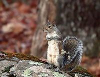 Eastern Gray Squirrel - Sciurus carolinensis There are so many squirrels in my Mom's woods, and they are borderline belligerent. This particular squirrel kept yelling at me and followed me as I was trying to photograph birds.<br />
<br />
Habitat: Rural yard/forest edge<br />
https://www.jungledragon.com/image/124922/eastern_gray_squirrel_-_sciurus_carolinensis.html<br />
https://www.jungledragon.com/image/124924/eastern_gray_squirrel_-_sciurus_carolinensis.html<br />
https://www.jungledragon.com/image/124923/eastern_gray_squirrel_-_sciurus_carolinensis.html Eastern gray squirrel,Fall,Geotagged,Sciurus carolinensis,United States