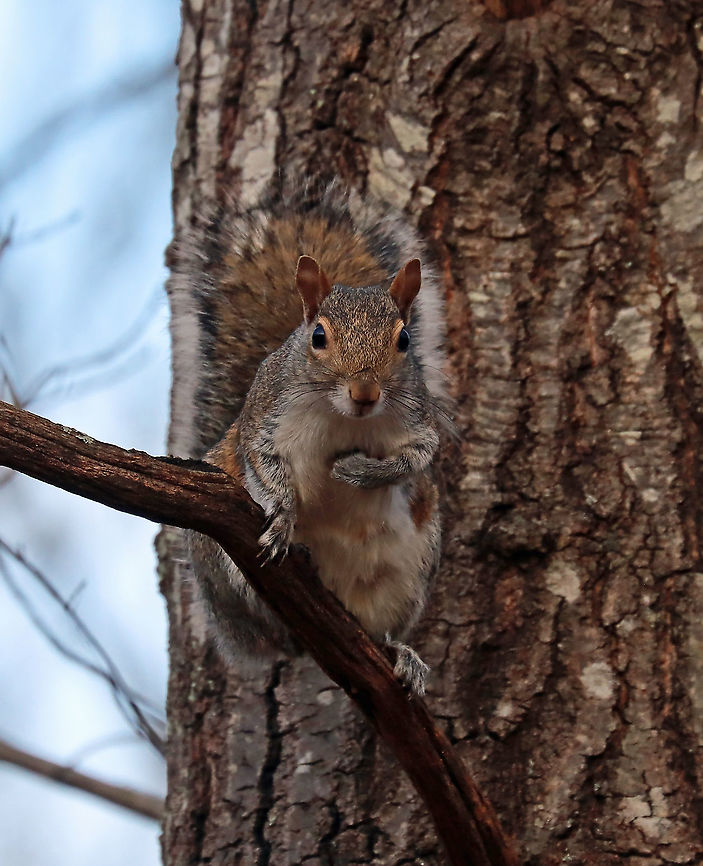 Eastern Gray Squirrel - Sciurus carolinensis There are so many squirrels in my Mom&#039;s woods, and they are borderline belligerent. This particular squirrel kept yelling at me and followed me as I was trying to photograph birds.<br />
<br />
Habitat: Rural yard/forest edge<br />
<figure class="photo"><a href="https://www.jungledragon.com/image/124922/eastern_gray_squirrel_-_sciurus_carolinensis.html" title="Eastern Gray Squirrel - Sciurus carolinensis"><img src="https://s3.amazonaws.com/media.jungledragon.com/images/3232/124922_thumb.jpg?AWSAccessKeyId=05GMT0V3GWVNE7GGM1R2&Expires=1759968010&Signature=R70kC9RYgEVzSOs5BANPHWF5shg%3D" width="200" height="154" alt="Eastern Gray Squirrel - Sciurus carolinensis There are so many squirrels in my Mom&#039;s woods, and they are borderline belligerent. This particular squirrel kept yelling at me and followed me as I was trying to photograph birds.<br />
<br />
Habitat: Rural yard/forest edge<br />
https://www.jungledragon.com/image/124922/eastern_gray_squirrel_-_sciurus_carolinensis.html<br />
https://www.jungledragon.com/image/124924/eastern_gray_squirrel_-_sciurus_carolinensis.html<br />
https://www.jungledragon.com/image/124923/eastern_gray_squirrel_-_sciurus_carolinensis.html Eastern gray squirrel,Fall,Geotagged,Sciurus carolinensis,United States" /></a></figure><br />
<figure class="photo"><a href="https://www.jungledragon.com/image/124924/eastern_gray_squirrel_-_sciurus_carolinensis.html" title="Eastern Gray Squirrel - Sciurus carolinensis"><img src="https://s3.amazonaws.com/media.jungledragon.com/images/3232/124924_thumb.jpg?AWSAccessKeyId=05GMT0V3GWVNE7GGM1R2&Expires=1759968010&Signature=%2Fup7NldUl5vugXh47wSLwFjlrhM%3D" width="200" height="164" alt="Eastern Gray Squirrel - Sciurus carolinensis There are so many squirrels in my Mom&#039;s woods, and they are borderline belligerent. This particular squirrel kept yelling at me and followed me as I was trying to photograph birds.<br />
<br />
Habitat: Rural yard/forest edge<br />
https://www.jungledragon.com/image/124922/eastern_gray_squirrel_-_sciurus_carolinensis.html<br />
https://www.jungledragon.com/image/124924/eastern_gray_squirrel_-_sciurus_carolinensis.html<br />
https://www.jungledragon.com/image/124923/eastern_gray_squirrel_-_sciurus_carolinensis.html Eastern gray squirrel,Fall,Geotagged,Sciurus carolinensis,United States" /></a></figure><br />
<figure class="photo"><a href="https://www.jungledragon.com/image/124923/eastern_gray_squirrel_-_sciurus_carolinensis.html" title="Eastern Gray Squirrel - Sciurus carolinensis"><img src="https://s3.amazonaws.com/media.jungledragon.com/images/3232/124923_thumb.jpg?AWSAccessKeyId=05GMT0V3GWVNE7GGM1R2&Expires=1759968010&Signature=oM3pieV69AFGTrXz2YWNranFcEw%3D" width="124" height="152" alt="Eastern Gray Squirrel - Sciurus carolinensis There are so many squirrels in my Mom&#039;s woods, and they are borderline belligerent. This particular squirrel kept yelling at me and followed me as I was trying to photograph birds.<br />
<br />
Habitat: Rural yard/forest edge<br />
https://www.jungledragon.com/image/124922/eastern_gray_squirrel_-_sciurus_carolinensis.html<br />
https://www.jungledragon.com/image/124924/eastern_gray_squirrel_-_sciurus_carolinensis.html<br />
https://www.jungledragon.com/image/124923/eastern_gray_squirrel_-_sciurus_carolinensis.html Eastern gray squirrel,Fall,Geotagged,Sciurus,Sciurus carolinensis,United States,gray squirrel,squirrel" /></a></figure> Eastern gray squirrel,Fall,Geotagged,Sciurus,Sciurus carolinensis,United States,gray squirrel,squirrel