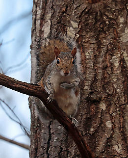 Eastern Gray Squirrel - Sciurus carolinensis There are so many squirrels in my Mom's woods, and they are borderline belligerent. This particular squirrel kept yelling at me and followed me as I was trying to photograph birds.

Habitat: Rural yard/forest edge
https://www.jungledragon.com/image/124922/eastern_gray_squirrel_-_sciurus_carolinensis.html
https://www.jungledragon.com/image/124924/eastern_gray_squirrel_-_sciurus_carolinensis.html
https://www.jungledragon.com/image/124923/eastern_gray_squirrel_-_sciurus_carolinensis.html Eastern gray squirrel,Fall,Geotagged,Sciurus,Sciurus carolinensis,United States,gray squirrel,squirrel
