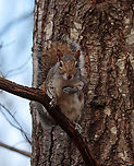 Eastern Gray Squirrel - Sciurus carolinensis There are so many squirrels in my Mom's woods, and they are borderline belligerent. This particular squirrel kept yelling at me and followed me as I was trying to photograph birds.<br />
<br />
Habitat: Rural yard/forest edge<br />
https://www.jungledragon.com/image/124922/eastern_gray_squirrel_-_sciurus_carolinensis.html<br />
https://www.jungledragon.com/image/124924/eastern_gray_squirrel_-_sciurus_carolinensis.html<br />
https://www.jungledragon.com/image/124923/eastern_gray_squirrel_-_sciurus_carolinensis.html Eastern gray squirrel,Fall,Geotagged,Sciurus,Sciurus carolinensis,United States,gray squirrel,squirrel