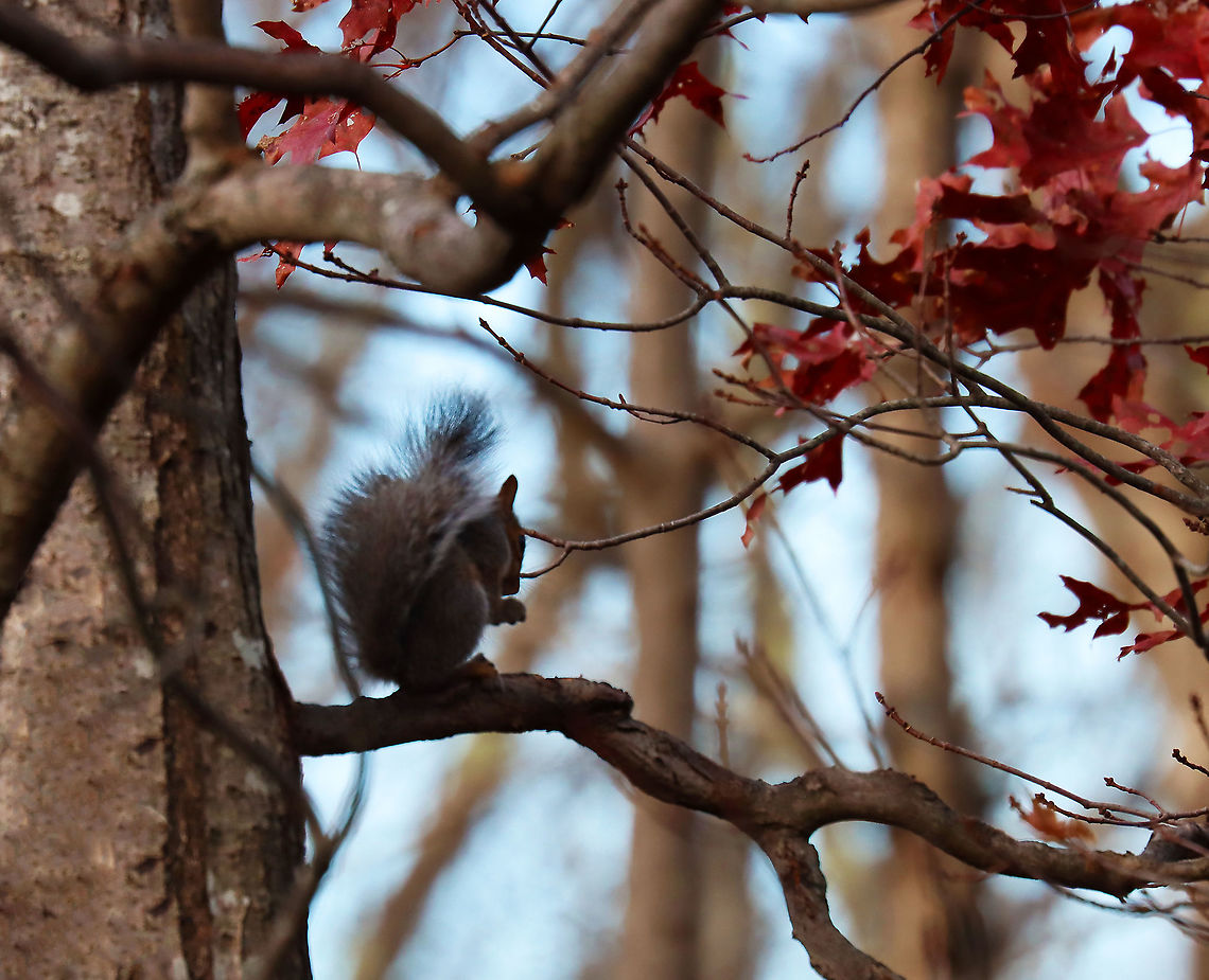 Eastern Gray Squirrel - Sciurus carolinensis There are so many squirrels in my Mom&#039;s woods, and they are borderline belligerent. This particular squirrel kept yelling at me and followed me as I was trying to photograph birds.<br />
<br />
Habitat: Rural yard/forest edge<br />
<figure class="photo"><a href="https://www.jungledragon.com/image/124922/eastern_gray_squirrel_-_sciurus_carolinensis.html" title="Eastern Gray Squirrel - Sciurus carolinensis"><img src="https://s3.amazonaws.com/media.jungledragon.com/images/3232/124922_thumb.jpg?AWSAccessKeyId=05GMT0V3GWVNE7GGM1R2&Expires=1759968010&Signature=R70kC9RYgEVzSOs5BANPHWF5shg%3D" width="200" height="154" alt="Eastern Gray Squirrel - Sciurus carolinensis There are so many squirrels in my Mom&#039;s woods, and they are borderline belligerent. This particular squirrel kept yelling at me and followed me as I was trying to photograph birds.<br />
<br />
Habitat: Rural yard/forest edge<br />
https://www.jungledragon.com/image/124922/eastern_gray_squirrel_-_sciurus_carolinensis.html<br />
https://www.jungledragon.com/image/124924/eastern_gray_squirrel_-_sciurus_carolinensis.html<br />
https://www.jungledragon.com/image/124923/eastern_gray_squirrel_-_sciurus_carolinensis.html Eastern gray squirrel,Fall,Geotagged,Sciurus carolinensis,United States" /></a></figure><br />
<figure class="photo"><a href="https://www.jungledragon.com/image/124924/eastern_gray_squirrel_-_sciurus_carolinensis.html" title="Eastern Gray Squirrel - Sciurus carolinensis"><img src="https://s3.amazonaws.com/media.jungledragon.com/images/3232/124924_thumb.jpg?AWSAccessKeyId=05GMT0V3GWVNE7GGM1R2&Expires=1759968010&Signature=%2Fup7NldUl5vugXh47wSLwFjlrhM%3D" width="200" height="164" alt="Eastern Gray Squirrel - Sciurus carolinensis There are so many squirrels in my Mom&#039;s woods, and they are borderline belligerent. This particular squirrel kept yelling at me and followed me as I was trying to photograph birds.<br />
<br />
Habitat: Rural yard/forest edge<br />
https://www.jungledragon.com/image/124922/eastern_gray_squirrel_-_sciurus_carolinensis.html<br />
https://www.jungledragon.com/image/124924/eastern_gray_squirrel_-_sciurus_carolinensis.html<br />
https://www.jungledragon.com/image/124923/eastern_gray_squirrel_-_sciurus_carolinensis.html Eastern gray squirrel,Fall,Geotagged,Sciurus carolinensis,United States" /></a></figure><br />
<figure class="photo"><a href="https://www.jungledragon.com/image/124923/eastern_gray_squirrel_-_sciurus_carolinensis.html" title="Eastern Gray Squirrel - Sciurus carolinensis"><img src="https://s3.amazonaws.com/media.jungledragon.com/images/3232/124923_thumb.jpg?AWSAccessKeyId=05GMT0V3GWVNE7GGM1R2&Expires=1759968010&Signature=oM3pieV69AFGTrXz2YWNranFcEw%3D" width="124" height="152" alt="Eastern Gray Squirrel - Sciurus carolinensis There are so many squirrels in my Mom&#039;s woods, and they are borderline belligerent. This particular squirrel kept yelling at me and followed me as I was trying to photograph birds.<br />
<br />
Habitat: Rural yard/forest edge<br />
https://www.jungledragon.com/image/124922/eastern_gray_squirrel_-_sciurus_carolinensis.html<br />
https://www.jungledragon.com/image/124924/eastern_gray_squirrel_-_sciurus_carolinensis.html<br />
https://www.jungledragon.com/image/124923/eastern_gray_squirrel_-_sciurus_carolinensis.html Eastern gray squirrel,Fall,Geotagged,Sciurus,Sciurus carolinensis,United States,gray squirrel,squirrel" /></a></figure> Eastern gray squirrel,Fall,Geotagged,Sciurus carolinensis,United States