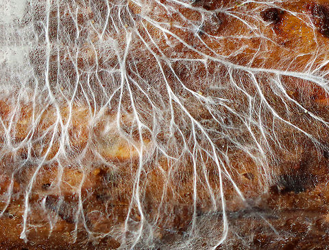 Fungal Mycelium A fungal mycelium is a network of hyphae. It can grow underground, on rotting wood, and in some other moist places. Mycelia have an important role in decomposition and nutrient cycling. The fruiting bodies of fungi (mushrooms) can sprout from a mycelium.

Habitat: Rotting wood in a forested area Fall,Geotagged,United States,fungal mycelium,fungus,hyphae,mycelia,mycelium