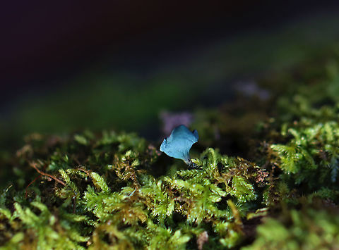 Green Elfcup - Chlorociboria aeruginascens Chlorociboria aeruginosa is often confused with Chlorociboria aeruginascens. But, Chlorociboria aeruginosa tends to be a little smaller and have a centrally attached stipe rather than a laterally attached stipe.

Habitat: Mossy, rotting wood Chlorociboria,Chlorociboria aeruginascens,Fall,Geotagged,Green elfcup,United States,elfcup