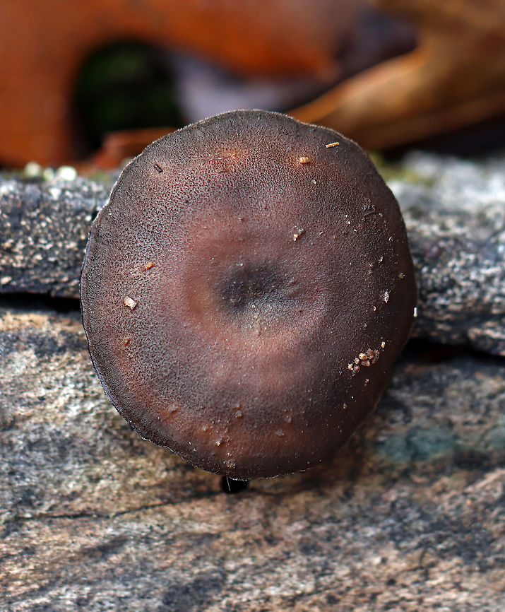 Winter Polypore - Lentinus brumalis Habitat: Growing out of a cut log; mixed forest that was growing over an old mine<br />
<figure class="photo"><a href="https://www.jungledragon.com/image/124979/winter_polypore_-_lentinus_brumalis.html" title="Winter Polypore - Lentinus brumalis"><img src="https://s3.amazonaws.com/media.jungledragon.com/images/3232/124979_thumb.jpg?AWSAccessKeyId=05GMT0V3GWVNE7GGM1R2&Expires=1759968010&Signature=aj7zkGv%2Bsm5R6dnvUdDEfpWmrwQ%3D" width="200" height="148" alt="Winter Polypore - Lentinus brumalis Habitat: Growing out of a cut log; mixed forest that was growing over an old mine<br />
https://www.jungledragon.com/image/124978/lentinus_brumalis.html Fall,Geotagged,Lentinus brumalis,United States,Winter Polypore" /></a></figure> Fall,Geotagged,Lentinus,Lentinus brumalis,United States,Winter Polypore,fungus,mushroom,polypore