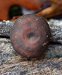 Winter Polypore - Lentinus brumalis Habitat: Growing out of a cut log; mixed forest that was growing over an old mine<br />
https://www.jungledragon.com/image/124979/lentinus_brumalis.html Fall,Geotagged,Lentinus,Lentinus brumalis,United States,Winter Polypore,fungus,mushroom,polypore