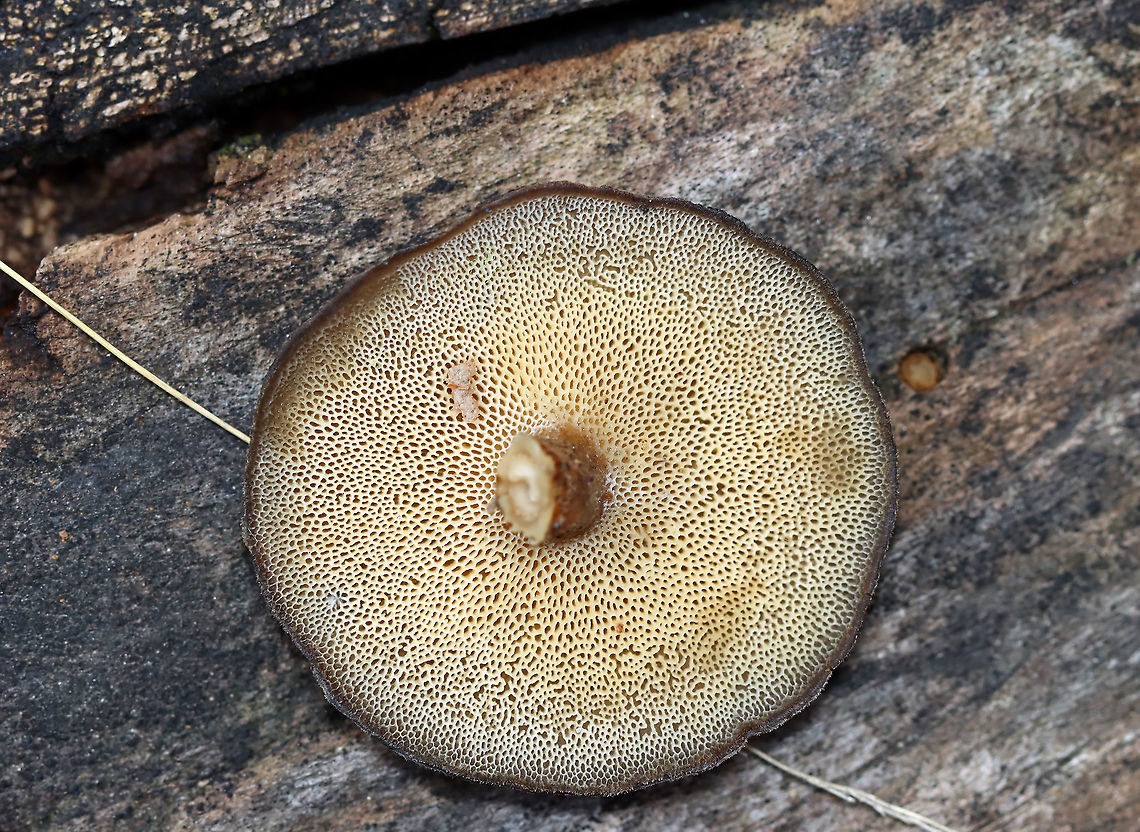 Winter Polypore - Lentinus brumalis Habitat: Growing out of a cut log; mixed forest that was growing over an old mine<br />
<figure class="photo"><a href="https://www.jungledragon.com/image/124978/winter_polypore_-_lentinus_brumalis.html" title="Winter Polypore - Lentinus brumalis"><img src="https://s3.amazonaws.com/media.jungledragon.com/images/3232/124978_thumb.jpg?AWSAccessKeyId=05GMT0V3GWVNE7GGM1R2&Expires=1759968010&Signature=4tjehsnvASoL2F%2F87Kh0rIwL8MU%3D" width="126" height="152" alt="Winter Polypore - Lentinus brumalis Habitat: Growing out of a cut log; mixed forest that was growing over an old mine<br />
https://www.jungledragon.com/image/124979/lentinus_brumalis.html Fall,Geotagged,Lentinus,Lentinus brumalis,United States,Winter Polypore,fungus,mushroom,polypore" /></a></figure> Fall,Geotagged,Lentinus brumalis,United States,Winter Polypore