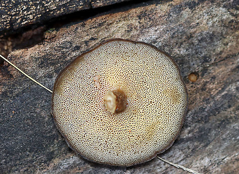 Winter Polypore