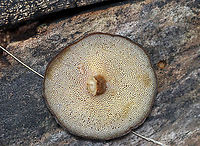 Winter Polypore - Lentinus brumalis Habitat: Growing out of a cut log; mixed forest that was growing over an old mine<br />
https://www.jungledragon.com/image/124978/lentinus_brumalis.html Fall,Geotagged,Lentinus brumalis,United States,Winter Polypore