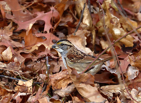 White-throated Sparrow - Zonotrichia albicollis There were a bunch of these sparrows searching the leaf litter for edible bits. This one has something in its bill -- maybe a beetle.

Habitat: Rural yard/forest edge Fall,Geotagged,United States,White-throated sparrow,Zonotrichia,Zonotrichia albicollis,sparrow