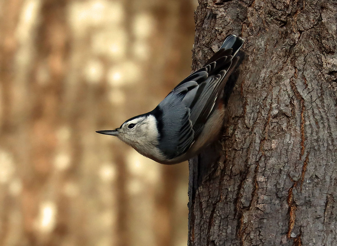White-breasted Nuthatch - Sitta carolinensis Habitat: Rural yard/forest edge Fall,Geotagged,Sitta,Sitta carolinensis,United States,White-breasted nuthatch,nuthatch