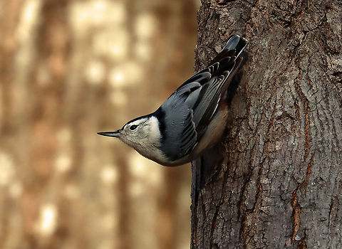 White-breasted Nuthatch - Sitta carolinensis Habitat: Rural yard/forest edge Fall,Geotagged,Sitta,Sitta carolinensis,United States,White-breasted nuthatch,nuthatch