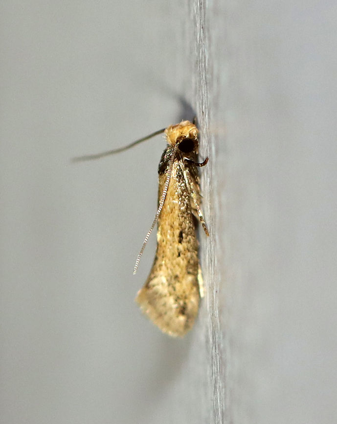 Dark-collared Tinea - Tinea apicimaculella TL: ~5 mm. Tanish yellow FW with a narrow, black &quot;collar&quot; (thorax). Hosts: unknown  <br />
<br />
Habitat: Attracted to a 395 nm LED light in a semi-rural area<br />
<br />
2020(208) Fall,Geotagged,Tinea apicimaculella,United States