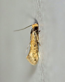Dark-collared Tinea - Tinea apicimaculella TL: ~5 mm. Tanish yellow FW with a narrow, black "collar" (thorax). Hosts: unknown  

Habitat: Attracted to a 395 nm LED light in a semi-rural area

2020(208) Fall,Geotagged,Tinea apicimaculella,United States