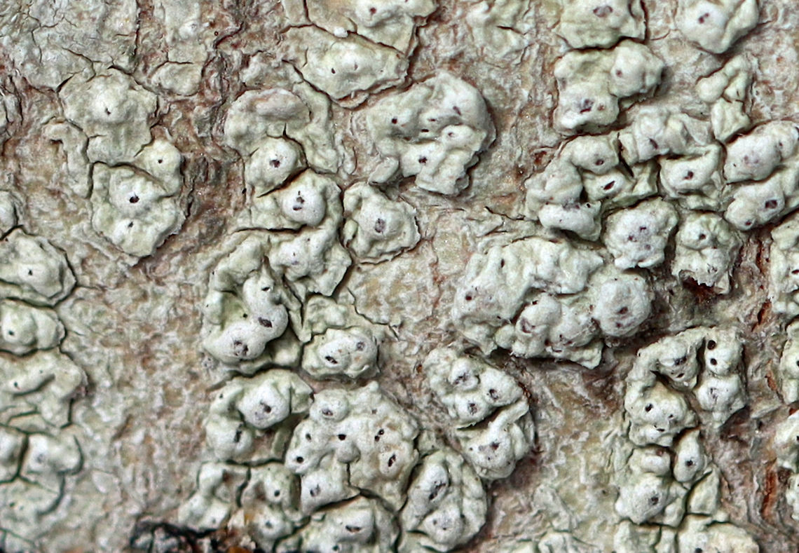 Lichen - Pertusaria sp. Lumpy, grayish green lichen<br />
<br />
Habitat: Growing on a hardwood tree<br />
<figure class="photo"><a href="https://www.jungledragon.com/image/125010/lichen_-_pertusaria_sp.html" title="Lichen - Pertusaria sp."><img src="https://s3.amazonaws.com/media.jungledragon.com/images/3232/125010_thumb.jpg?AWSAccessKeyId=05GMT0V3GWVNE7GGM1R2&Expires=1759968010&Signature=dj4uZbRmrM5GmLYmHdlzAtQr3eU%3D" width="200" height="140" alt="Lichen - Pertusaria sp. Lumpy, grayish green lichen<br />
<br />
Habitat: Growing on a hardwood tree<br />
https://www.jungledragon.com/image/125010/lichen_-_pertusaria_sp.html<br />
https://www.jungledragon.com/image/125012/lichen_-_pertusaria_sp.html<br />
https://www.jungledragon.com/image/125011/lichen_-_pertusaria_sp.html Geotagged,Pertusaria,United States,Winter,lichen" /></a></figure><br />
<figure class="photo"><a href="https://www.jungledragon.com/image/125012/lichen_-_pertusaria_sp.html" title="Lichen - Pertusaria sp."><img src="https://s3.amazonaws.com/media.jungledragon.com/images/3232/125012_thumb.jpg?AWSAccessKeyId=05GMT0V3GWVNE7GGM1R2&Expires=1759968010&Signature=%2B3nQO4IWu%2BiUw88HgJdyXMqLopk%3D" width="200" height="146" alt="Lichen - Pertusaria sp. Lumpy, grayish green lichen<br />
<br />
Habitat: Growing on a hardwood tree<br />
https://www.jungledragon.com/image/125010/lichen_-_pertusaria_sp.html<br />
https://www.jungledragon.com/image/125012/lichen_-_pertusaria_sp.html<br />
https://www.jungledragon.com/image/125011/lichen_-_pertusaria_sp.html Geotagged,United States,Winter" /></a></figure><br />
<figure class="photo"><a href="https://www.jungledragon.com/image/125011/lichen_-_pertusaria_sp.html" title="Lichen - Pertusaria sp."><img src="https://s3.amazonaws.com/media.jungledragon.com/images/3232/125011_thumb.jpg?AWSAccessKeyId=05GMT0V3GWVNE7GGM1R2&Expires=1759968010&Signature=0SiA2jTj9um8sWQaVCFLk7XSuZI%3D" width="200" height="148" alt="Lichen - Pertusaria sp. Lumpy, grayish green lichen<br />
<br />
Habitat: Growing on a hardwood tree<br />
https://www.jungledragon.com/image/125010/lichen_-_pertusaria_sp.html<br />
https://www.jungledragon.com/image/125012/lichen_-_pertusaria_sp.html<br />
https://www.jungledragon.com/image/125011/lichen_-_pertusaria_sp.html Geotagged,United States,Winter" /></a></figure> Geotagged,Pertusaria,United States,Winter,lichen