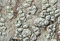 Lichen - Pertusaria sp. Lumpy, grayish green lichen<br />
<br />
Habitat: Growing on a hardwood tree<br />
https://www.jungledragon.com/image/125010/lichen_-_pertusaria_sp.html<br />
https://www.jungledragon.com/image/125012/lichen_-_pertusaria_sp.html<br />
https://www.jungledragon.com/image/125011/lichen_-_pertusaria_sp.html Geotagged,Pertusaria,United States,Winter,lichen