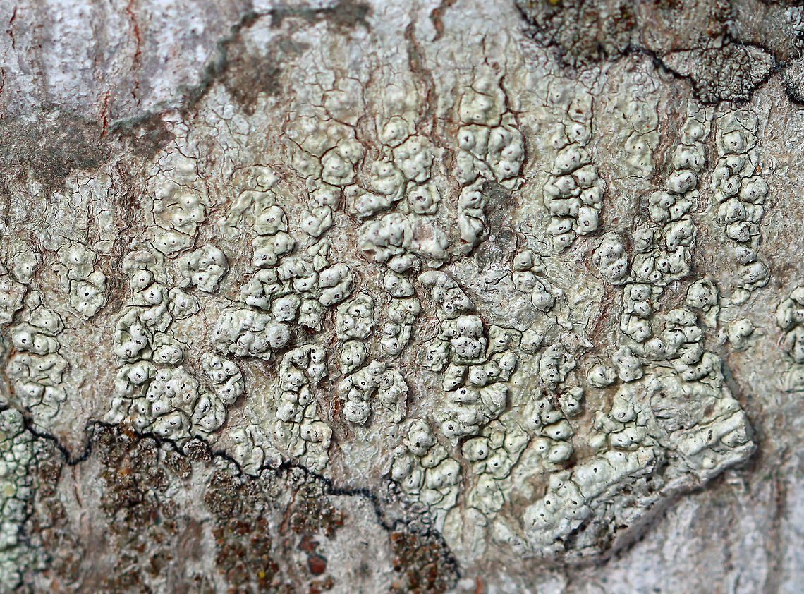 Lichen - Pertusaria sp. Lumpy, grayish green lichen<br />
<br />
Habitat: Growing on a hardwood tree<br />
<figure class="photo"><a href="https://www.jungledragon.com/image/125010/lichen_-_pertusaria_sp.html" title="Lichen - Pertusaria sp."><img src="https://s3.amazonaws.com/media.jungledragon.com/images/3232/125010_thumb.jpg?AWSAccessKeyId=05GMT0V3GWVNE7GGM1R2&Expires=1769040010&Signature=dXUKOv8vyVIT79HuwPLdQR2Smso%3D" width="200" height="140" alt="Lichen - Pertusaria sp. Lumpy, grayish green lichen<br />
<br />
Habitat: Growing on a hardwood tree<br />
https://www.jungledragon.com/image/125010/lichen_-_pertusaria_sp.html<br />
https://www.jungledragon.com/image/125012/lichen_-_pertusaria_sp.html<br />
https://www.jungledragon.com/image/125011/lichen_-_pertusaria_sp.html Geotagged,Pertusaria,United States,Winter,lichen" /></a></figure><br />
<figure class="photo"><a href="https://www.jungledragon.com/image/125012/lichen_-_pertusaria_sp.html" title="Lichen - Pertusaria sp."><img src="https://s3.amazonaws.com/media.jungledragon.com/images/3232/125012_thumb.jpg?AWSAccessKeyId=05GMT0V3GWVNE7GGM1R2&Expires=1769040010&Signature=BZvhkEHxJgnNr789JgTJrGUOgEY%3D" width="200" height="146" alt="Lichen - Pertusaria sp. Lumpy, grayish green lichen<br />
<br />
Habitat: Growing on a hardwood tree<br />
https://www.jungledragon.com/image/125010/lichen_-_pertusaria_sp.html<br />
https://www.jungledragon.com/image/125012/lichen_-_pertusaria_sp.html<br />
https://www.jungledragon.com/image/125011/lichen_-_pertusaria_sp.html Geotagged,United States,Winter" /></a></figure><br />
<figure class="photo"><a href="https://www.jungledragon.com/image/125011/lichen_-_pertusaria_sp.html" title="Lichen - Pertusaria sp."><img src="https://s3.amazonaws.com/media.jungledragon.com/images/3232/125011_thumb.jpg?AWSAccessKeyId=05GMT0V3GWVNE7GGM1R2&Expires=1769040010&Signature=4LdcL8fGuK5WX%2FPE7Gq6GOjutsU%3D" width="200" height="148" alt="Lichen - Pertusaria sp. Lumpy, grayish green lichen<br />
<br />
Habitat: Growing on a hardwood tree<br />
https://www.jungledragon.com/image/125010/lichen_-_pertusaria_sp.html<br />
https://www.jungledragon.com/image/125012/lichen_-_pertusaria_sp.html<br />
https://www.jungledragon.com/image/125011/lichen_-_pertusaria_sp.html Geotagged,United States,Winter" /></a></figure> Geotagged,United States,Winter