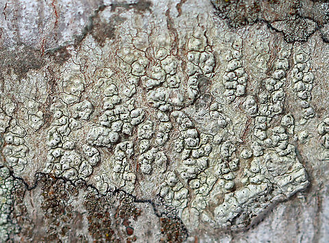 Lichen - Pertusaria sp. Lumpy, grayish green lichen

Habitat: Growing on a hardwood tree
https://www.jungledragon.com/image/125010/lichen_-_pertusaria_sp.html
https://www.jungledragon.com/image/125012/lichen_-_pertusaria_sp.html
https://www.jungledragon.com/image/125011/lichen_-_pertusaria_sp.html Geotagged,United States,Winter