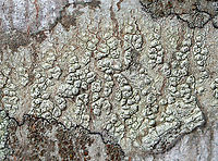 Lichen - Pertusaria sp. Lumpy, grayish green lichen<br />
<br />
Habitat: Growing on a hardwood tree<br />
https://www.jungledragon.com/image/125010/lichen_-_pertusaria_sp.html<br />
https://www.jungledragon.com/image/125012/lichen_-_pertusaria_sp.html<br />
https://www.jungledragon.com/image/125011/lichen_-_pertusaria_sp.html Geotagged,United States,Winter