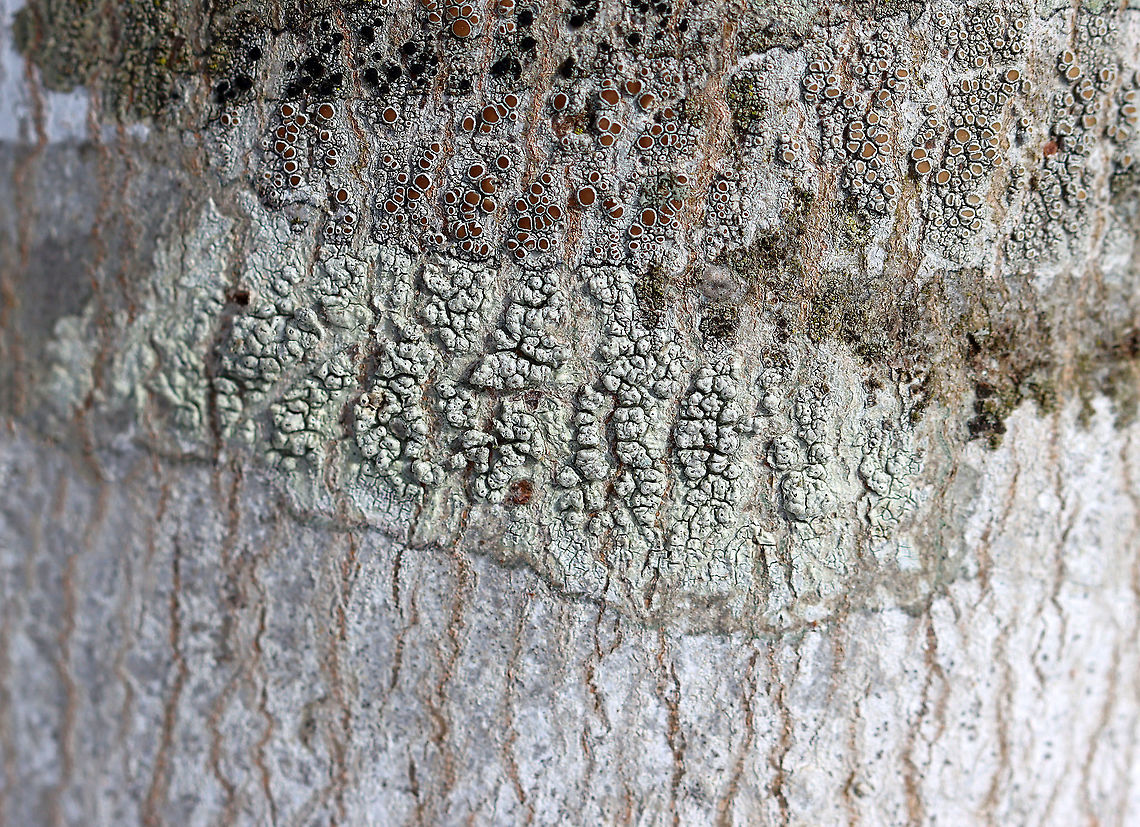 Lichen - Pertusaria sp. Lumpy, grayish green lichen<br />
<br />
Habitat: Growing on a hardwood tree<br />
<figure class="photo"><a href="https://www.jungledragon.com/image/125010/lichen_-_pertusaria_sp.html" title="Lichen - Pertusaria sp."><img src="https://s3.amazonaws.com/media.jungledragon.com/images/3232/125010_thumb.jpg?AWSAccessKeyId=05GMT0V3GWVNE7GGM1R2&Expires=1759968010&Signature=dj4uZbRmrM5GmLYmHdlzAtQr3eU%3D" width="200" height="140" alt="Lichen - Pertusaria sp. Lumpy, grayish green lichen<br />
<br />
Habitat: Growing on a hardwood tree<br />
https://www.jungledragon.com/image/125010/lichen_-_pertusaria_sp.html<br />
https://www.jungledragon.com/image/125012/lichen_-_pertusaria_sp.html<br />
https://www.jungledragon.com/image/125011/lichen_-_pertusaria_sp.html Geotagged,Pertusaria,United States,Winter,lichen" /></a></figure><br />
<figure class="photo"><a href="https://www.jungledragon.com/image/125012/lichen_-_pertusaria_sp.html" title="Lichen - Pertusaria sp."><img src="https://s3.amazonaws.com/media.jungledragon.com/images/3232/125012_thumb.jpg?AWSAccessKeyId=05GMT0V3GWVNE7GGM1R2&Expires=1759968010&Signature=%2B3nQO4IWu%2BiUw88HgJdyXMqLopk%3D" width="200" height="146" alt="Lichen - Pertusaria sp. Lumpy, grayish green lichen<br />
<br />
Habitat: Growing on a hardwood tree<br />
https://www.jungledragon.com/image/125010/lichen_-_pertusaria_sp.html<br />
https://www.jungledragon.com/image/125012/lichen_-_pertusaria_sp.html<br />
https://www.jungledragon.com/image/125011/lichen_-_pertusaria_sp.html Geotagged,United States,Winter" /></a></figure><br />
<figure class="photo"><a href="https://www.jungledragon.com/image/125011/lichen_-_pertusaria_sp.html" title="Lichen - Pertusaria sp."><img src="https://s3.amazonaws.com/media.jungledragon.com/images/3232/125011_thumb.jpg?AWSAccessKeyId=05GMT0V3GWVNE7GGM1R2&Expires=1759968010&Signature=0SiA2jTj9um8sWQaVCFLk7XSuZI%3D" width="200" height="148" alt="Lichen - Pertusaria sp. Lumpy, grayish green lichen<br />
<br />
Habitat: Growing on a hardwood tree<br />
https://www.jungledragon.com/image/125010/lichen_-_pertusaria_sp.html<br />
https://www.jungledragon.com/image/125012/lichen_-_pertusaria_sp.html<br />
https://www.jungledragon.com/image/125011/lichen_-_pertusaria_sp.html Geotagged,United States,Winter" /></a></figure> Geotagged,United States,Winter