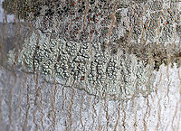 Lichen - Pertusaria sp. Lumpy, grayish green lichen<br />
<br />
Habitat: Growing on a hardwood tree<br />
https://www.jungledragon.com/image/125010/lichen_-_pertusaria_sp.html<br />
https://www.jungledragon.com/image/125012/lichen_-_pertusaria_sp.html<br />
https://www.jungledragon.com/image/125011/lichen_-_pertusaria_sp.html Geotagged,United States,Winter