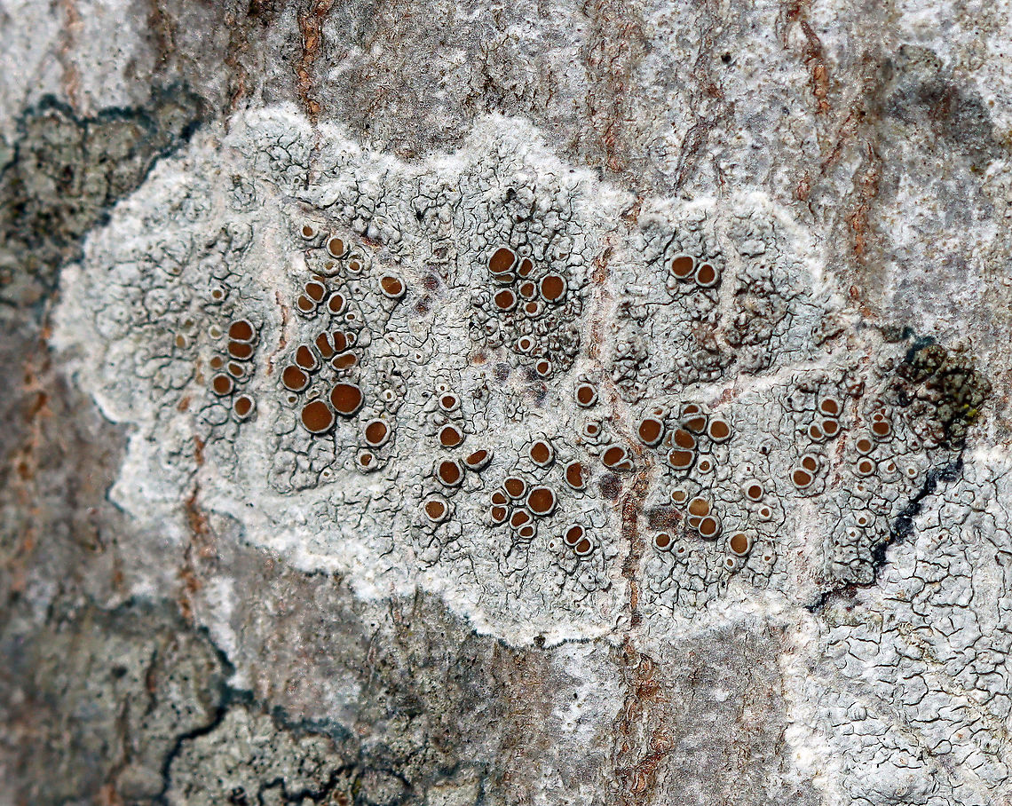 Lichen - Lecanora hybocarpa *Tentative ID<br />
<br />
Habitat: Growing on a hardwood tree Geotagged,Lecanora,Lecanora hybocarpa,United States,Winter,lichen