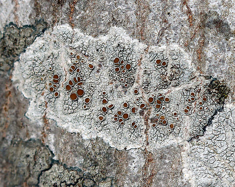 Lichen - Lecanora hybocarpa *Tentative ID

Habitat: Growing on a hardwood tree Geotagged,Lecanora,Lecanora hybocarpa,United States,Winter,lichen