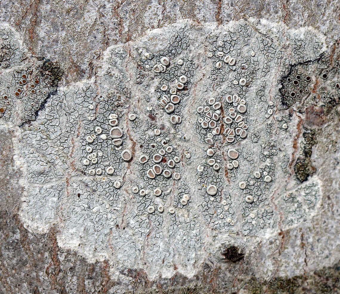 Lichen - Lecanora sp. Maybe Lecanora hybocarpa?<br />
<br />
Habitat: Growing on a hardwood tree Geotagged,Lecanora,United States,Winter,lichen