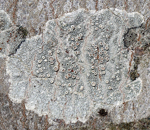 Lichen - Lecanora sp. Maybe Lecanora hybocarpa?

Habitat: Growing on a hardwood tree Geotagged,Lecanora,United States,Winter,lichen