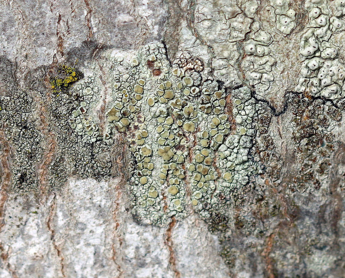 Lichen - Lecanora strobilina Habitat: Growing on a hardwood tree; semi-rural yard<br />
<figure class="photo"><a href="https://www.jungledragon.com/image/125053/lichen_-_lecanora_strobilina.html" title="Lichen - Lecanora strobilina"><img src="https://s3.amazonaws.com/media.jungledragon.com/images/3232/125053_thumb.jpg?AWSAccessKeyId=05GMT0V3GWVNE7GGM1R2&Expires=1769040010&Signature=rtYMWmtdr1hDwLcJtIA%2BDJS30V0%3D" width="200" height="158" alt="Lichen - Lecanora strobilina Habitat: Growing on a hardwood tree; semi-rural yard<br />
https://www.jungledragon.com/image/125052/lichen_-_lecanora_strobilina.html Geotagged,Lecanora strobilina,United States,Winter" /></a></figure> Geotagged,Lecanora,Lecanora strobilina,United States,Winter,lichen