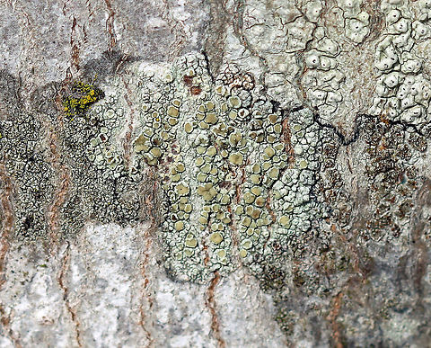 Lichen - Lecanora strobilina Habitat: Growing on a hardwood tree; semi-rural yard
https://www.jungledragon.com/image/125053/lichen_-_lecanora_strobilina.html Geotagged,Lecanora,Lecanora strobilina,United States,Winter,lichen