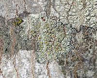 Lichen - Lecanora strobilina Habitat: Growing on a hardwood tree; semi-rural yard<br />
https://www.jungledragon.com/image/125053/lichen_-_lecanora_strobilina.html Geotagged,Lecanora,Lecanora strobilina,United States,Winter,lichen