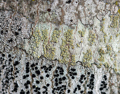 Lichen - Lecanora strobilina Habitat: Growing on a hardwood tree; semi-rural yard
https://www.jungledragon.com/image/125052/lichen_-_lecanora_strobilina.html Geotagged,Lecanora strobilina,United States,Winter