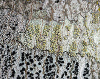 Lichen - Lecanora strobilina Habitat: Growing on a hardwood tree; semi-rural yard<br />
https://www.jungledragon.com/image/125052/lichen_-_lecanora_strobilina.html Geotagged,Lecanora strobilina,United States,Winter
