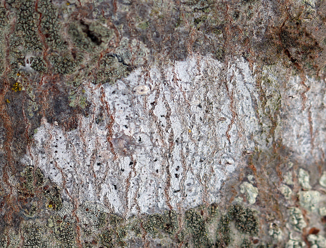 Lichen Pale lichen growing on a hardwood tree Geotagged,United States,Winter,lichen