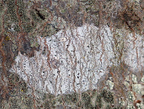 Lichen Pale lichen growing on a hardwood tree Geotagged,United States,Winter,lichen