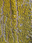 Lichen - Candelariella sp. Maybe Candelariella efflorescens<br />
<br />
Habitat: Hardwood tree in a semi-rural yard<br />
https://www.jungledragon.com/image/125059/mustard_powder_lichen_-_chrysothrix_candelaris.html Candelariella,Geotagged,United States,Winter,lichen