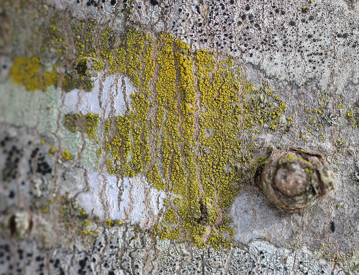 Lichen - Candelariella sp. Maybe Candelariella efflorescens<br />
<br />
Habitat: Hardwood tree in a semi-rural yard<br />
<figure class="photo"><a href="https://www.jungledragon.com/image/125058/lichen_-_candelariella_sp.html" title="Lichen - Candelariella sp."><img src="https://s3.amazonaws.com/media.jungledragon.com/images/3232/125058_thumb.jpg?AWSAccessKeyId=05GMT0V3GWVNE7GGM1R2&Expires=1769040010&Signature=IWeuZkjE%2BLGdj4T7RZ3SAshkl10%3D" width="114" height="152" alt="Lichen - Candelariella sp. Maybe Candelariella efflorescens<br />
<br />
Habitat: Hardwood tree in a semi-rural yard<br />
https://www.jungledragon.com/image/125059/mustard_powder_lichen_-_chrysothrix_candelaris.html Candelariella,Geotagged,United States,Winter,lichen" /></a></figure> Candelariella,Geotagged,United States,Winter,lichen