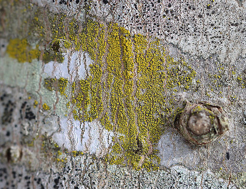 Lichen - Candelariella sp. Maybe Candelariella efflorescens

Habitat: Hardwood tree in a semi-rural yard
https://www.jungledragon.com/image/125058/mustard_powder_lichen_-_chrysothrix_candelaris.html Candelariella,Geotagged,United States,Winter,lichen