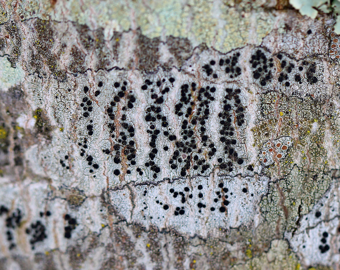 Common Button Lichen - Buellia erubescens *Tentative ID<br />
<br />
Habitat: Growing on a hardwood tree Buellia,Buellia erubescens,Common button lichen,Geotagged,United States,Winter,button lichen,lichen