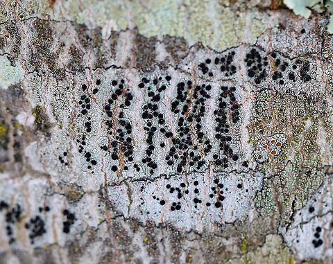 Common Button Lichen - Buellia erubescens *Tentative ID
Habitat: Growing on a hardwood tree Buellia,Buellia erubescens,Common button lichen,Geotagged,United States,Winter,button lichen,lichen