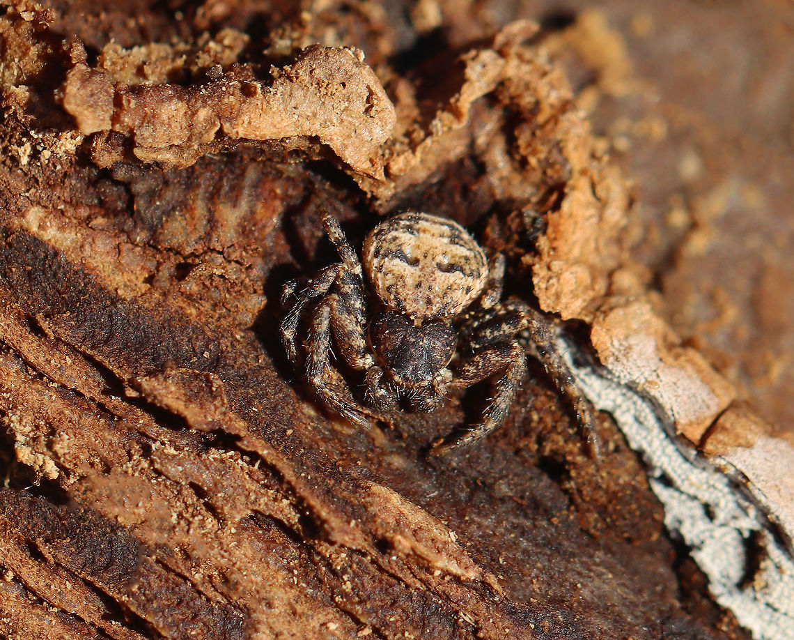 Bark Crab Spider - Bassaniana versicolor Habitat: Found under bark on a rotting log Bark Crab Spider,Bassaniana,Bassaniana versicolor,Geotagged,United States,Winter,crab spider,spider