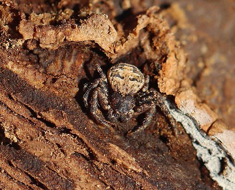 Bark Crab Spider - Bassaniana versicolor Habitat: Found under bark on a rotting log Bark Crab Spider,Bassaniana,Bassaniana versicolor,Geotagged,United States,Winter,crab spider,spider