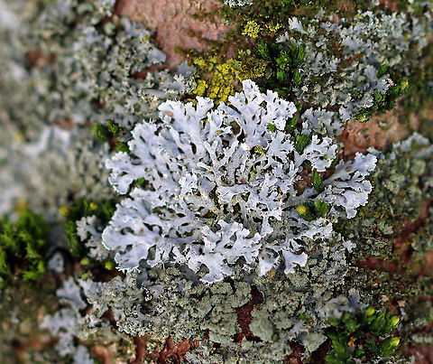 Lichen - Physcia sp. or Parmelia sp.? Habitat: Growing on a conifer in a meadow Geotagged,Parmelia,Physcia,United States,Winter,lichen
